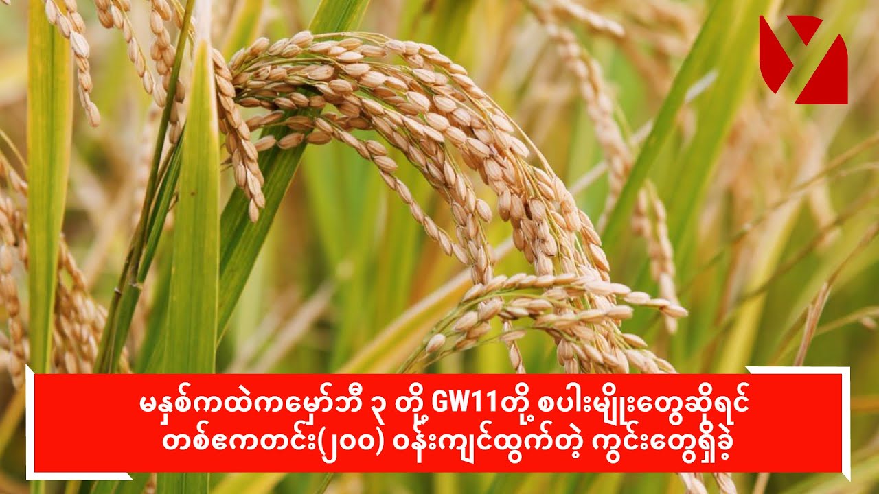 စပါးဈေးကောင်းခဲ့သည့်အတွက် နွေစပါးစိုက်ရာသီ၌ အထွက်တိုးစပါးများ စိုက်ပျိုးလာကြဟုဆို