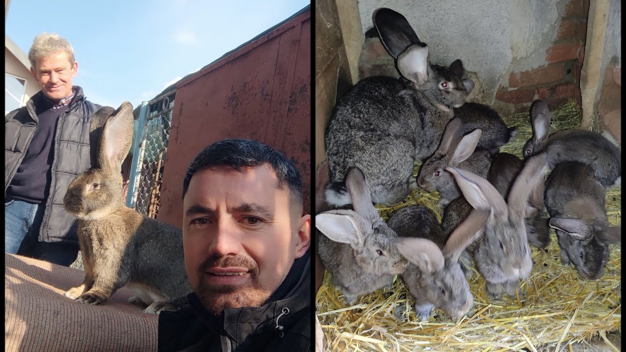 Prima vizita pe anul acesta la Nea Nelu Vâlcea,cuiburi numeroase la rasa uriaș german 🐰🤗🐇