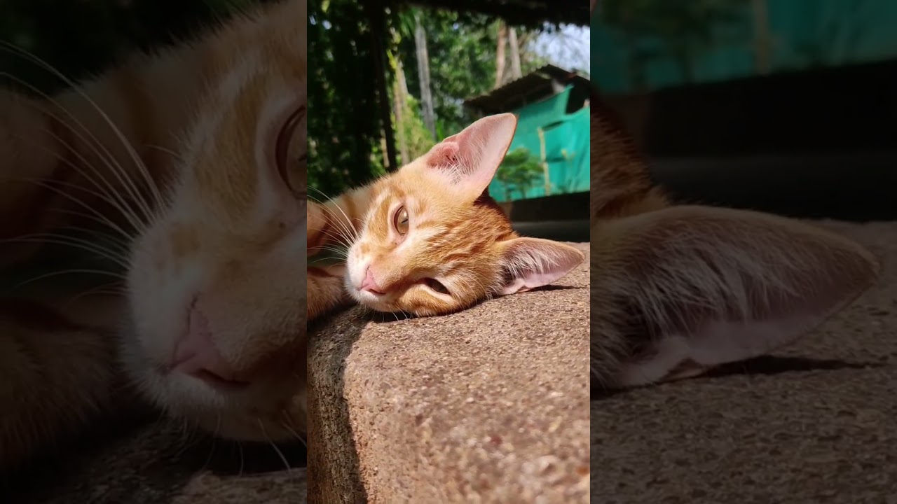 Orange Cat Behavior Explained 😹🍊 | Santra