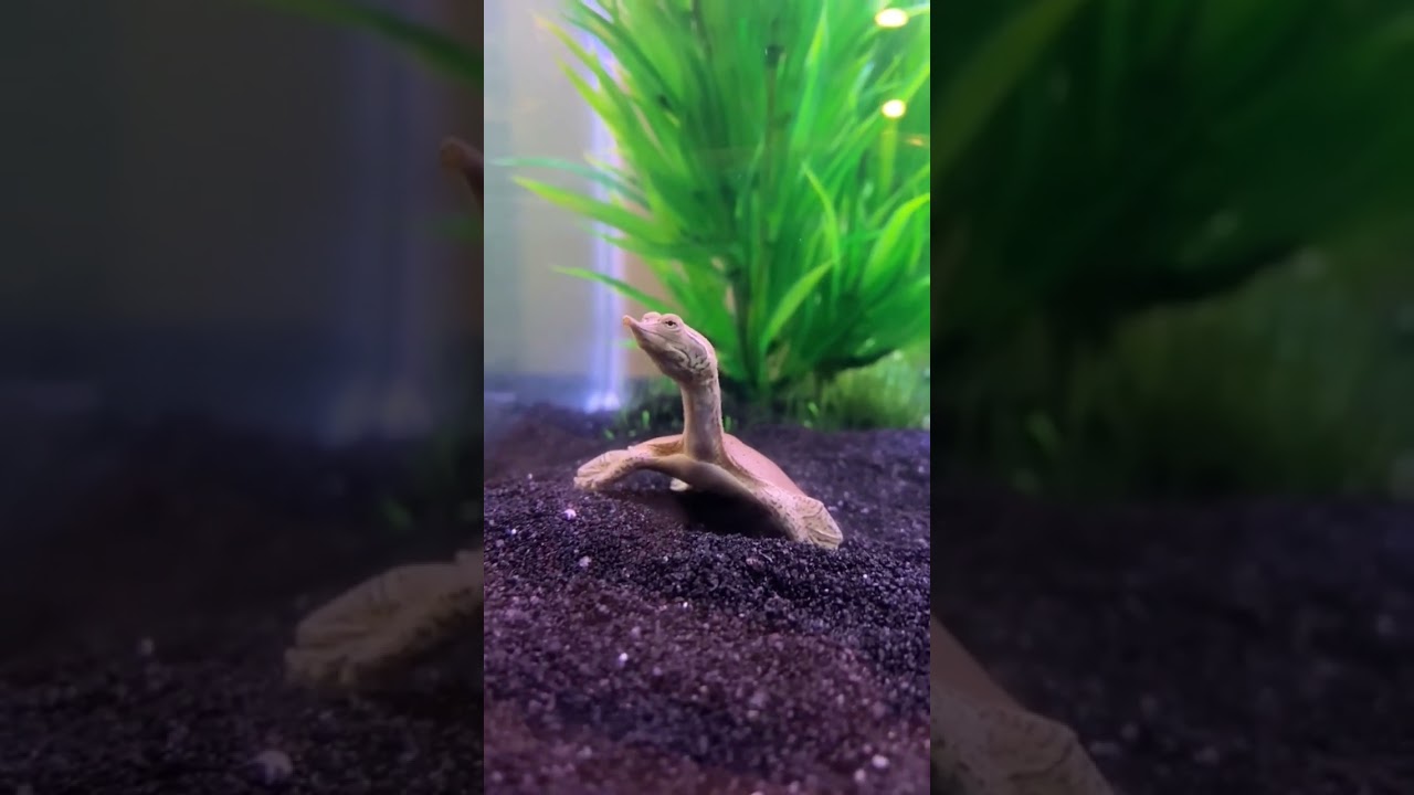 Chinese softshell turtle in my fish tank 🐢 !! showing with heart ❤️ 
