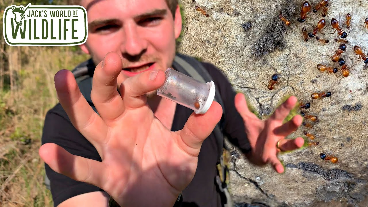 HOW to CATCH Ant QUEENS