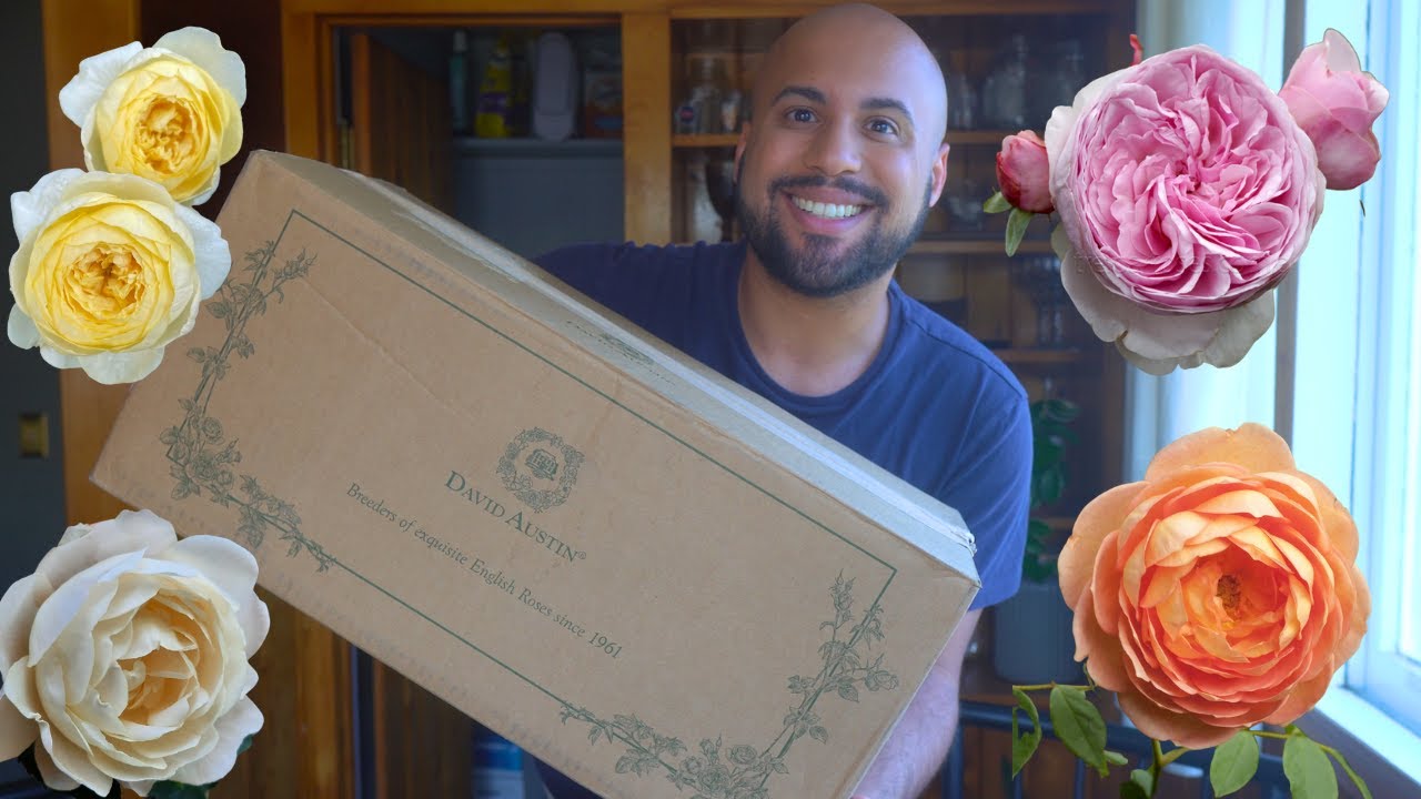 Unboxing and Planting 5 Bare Root David Austin Roses 🌹🌹🌹