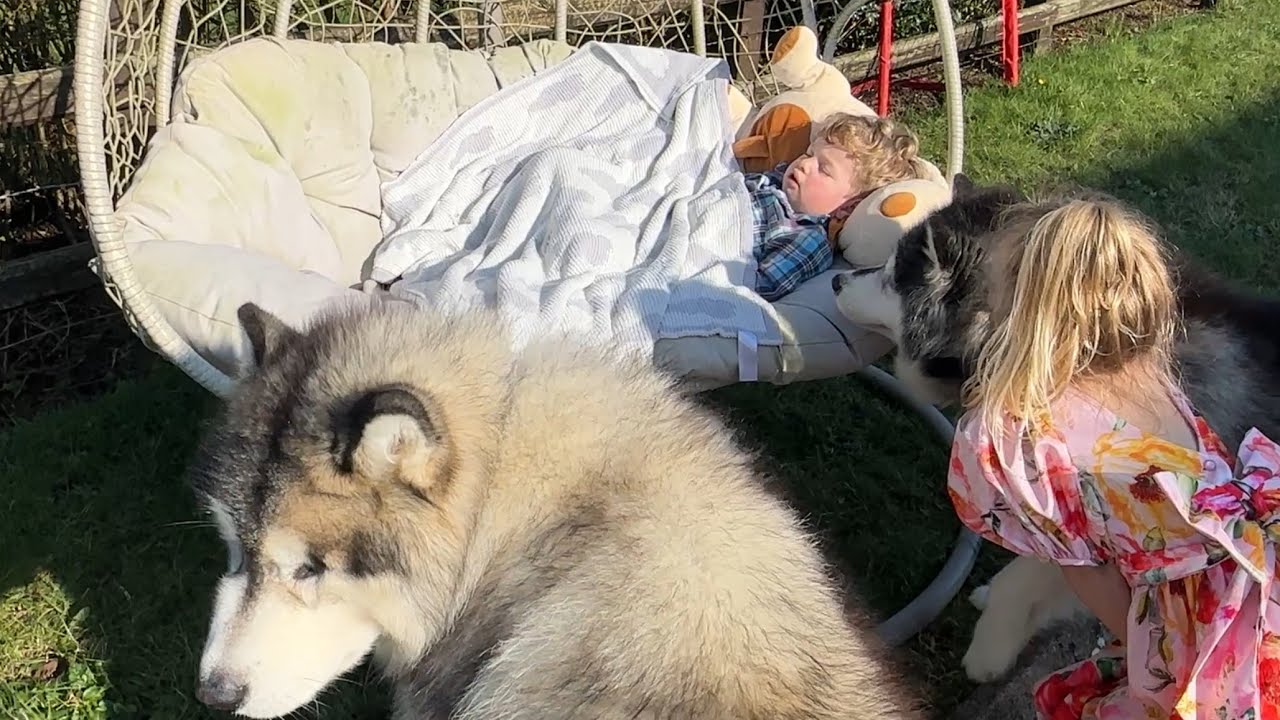 Giant Husky Guards Baby Sleeping In The Garden