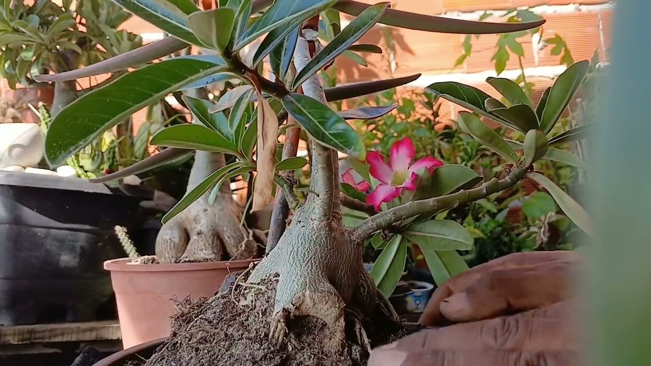 Como Replanta Rosa do Deserto com vargems 