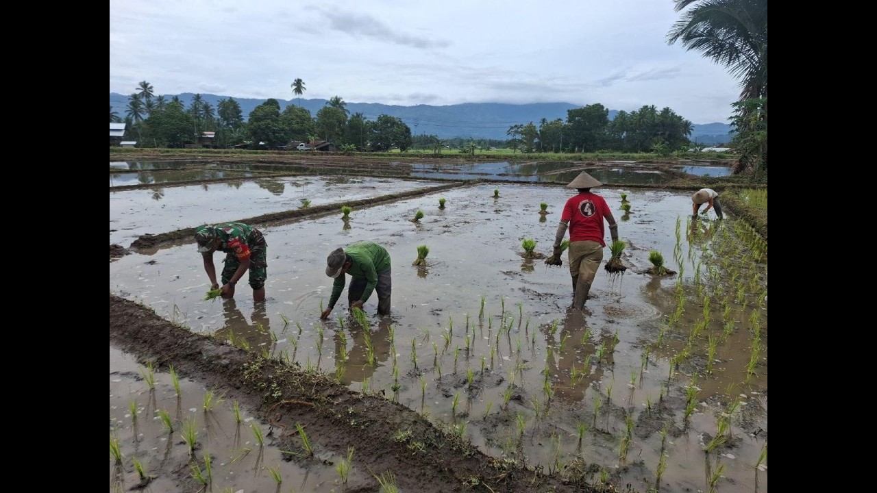 “Menanam Padi, Menanam Harapan: Aksi Nyata Babinsa di Desa Tungoi”