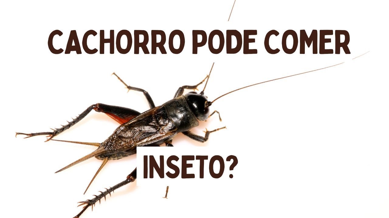 Cães podem comer inseto? I Cão pode comer inseto?