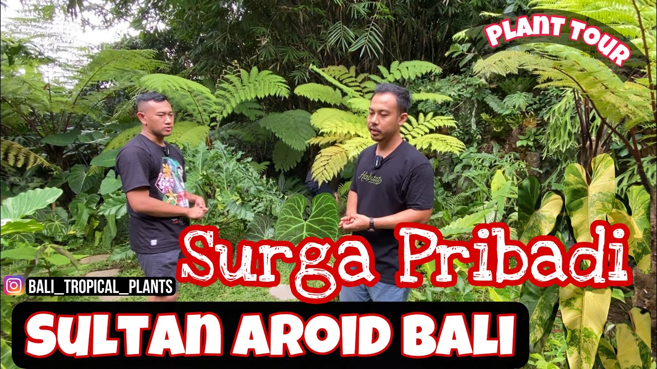 Plant Tour ke BALI TROPICAL PLANTS !SULTAN AROID BALI #aroids#anthurium