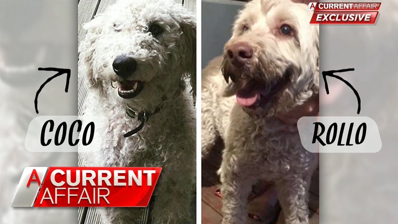Dogs switched at groomers, owners have no idea | A Current Affair Australia