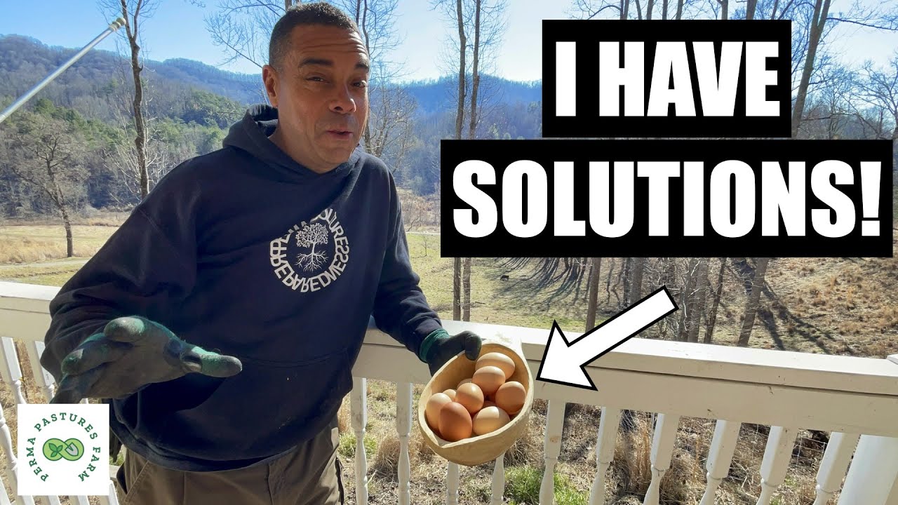 Egg-citing Revolution: Breaking Free from Conventional Feed for Affordable, Amazing Eggs!