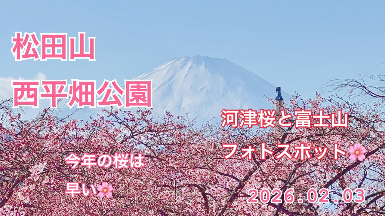 河津桜と富士山☆フォトスポット☆松田山西平畑公園☆2026.02.03