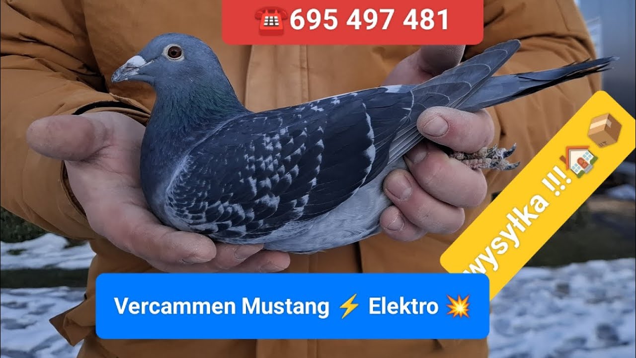 #Vercammen Mustang Elektro gołębie do rozpłodu na sprzedaż K&K URBAŃCZYK ☎️ 695497481