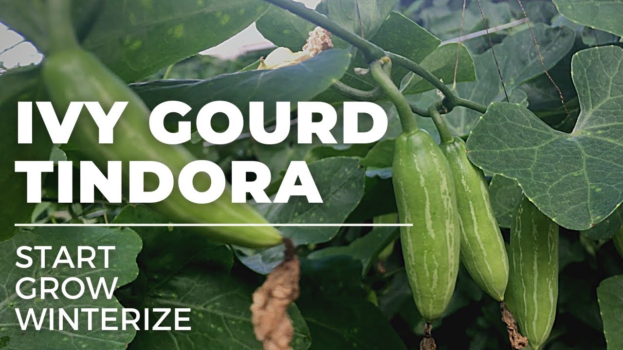 Tindora plant - Start - Grow - Harvest - Winterize. Kovakkai I Koval I Tondli I Kunduri I Dondapadu