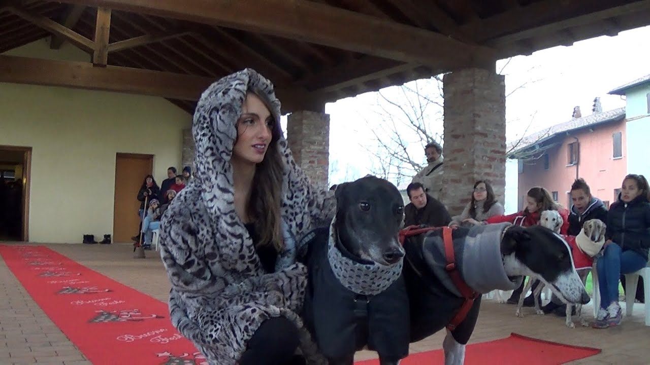 SOS Levrieri - 14 Dicembre 2014 sfilata pellicce Ecologiche