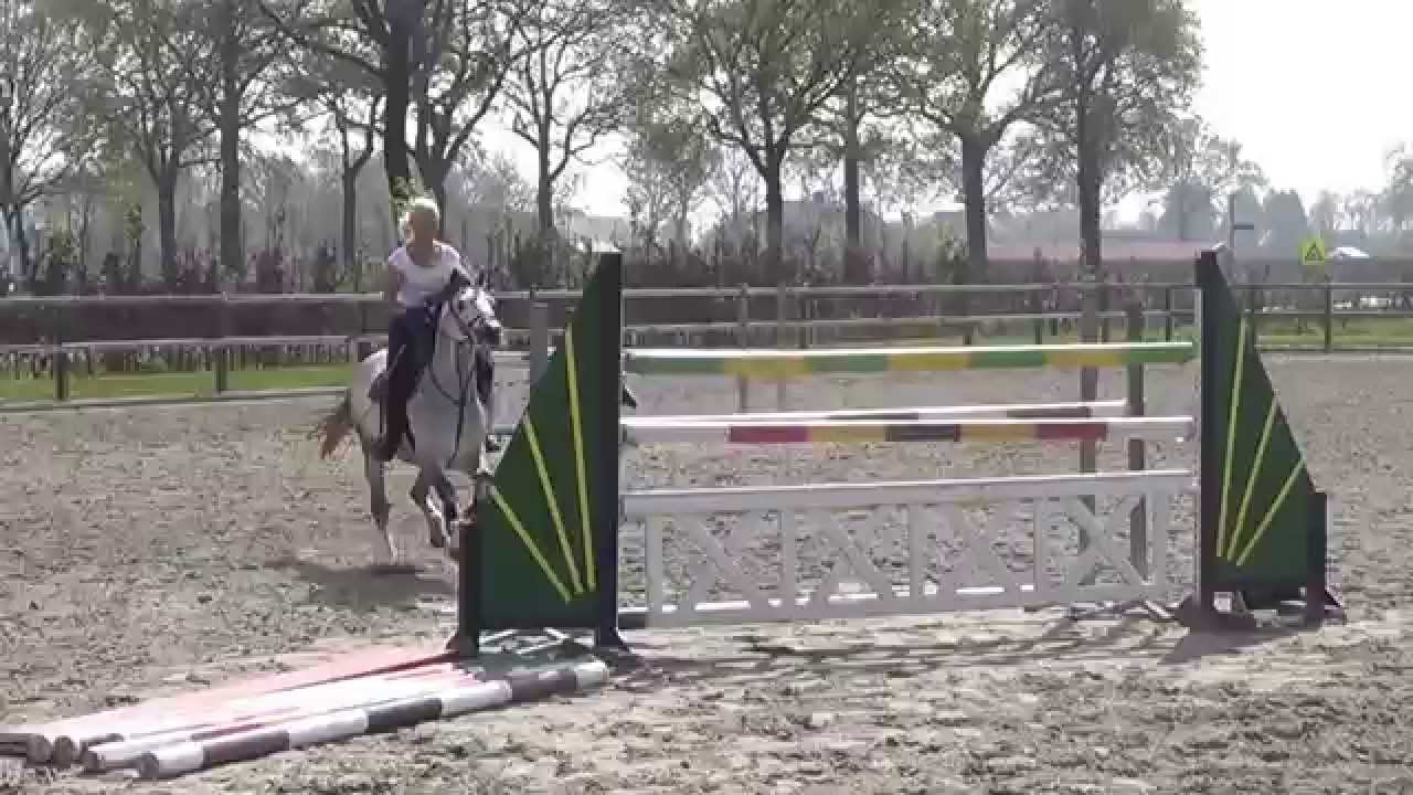 Jedidjan Johannes Welsh sec. B Stallion C-pony