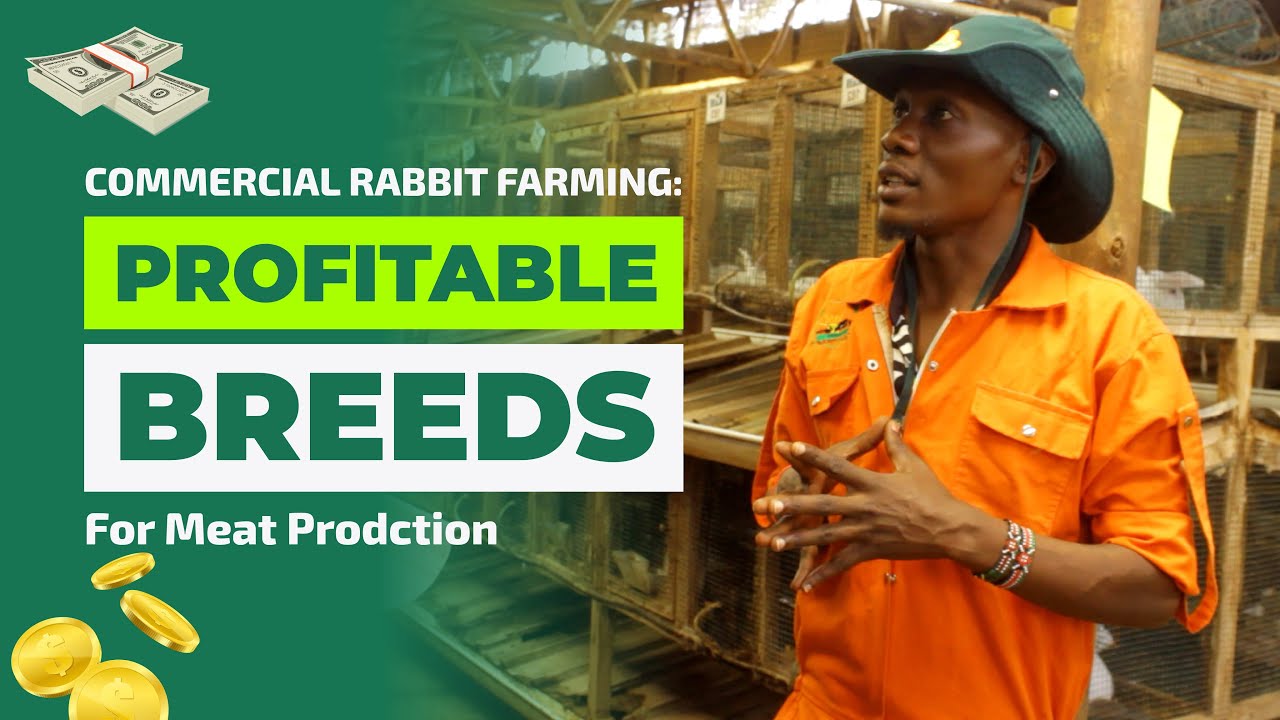 Commercial Rabbit Farming | Most Profitable Agri Business In 2023