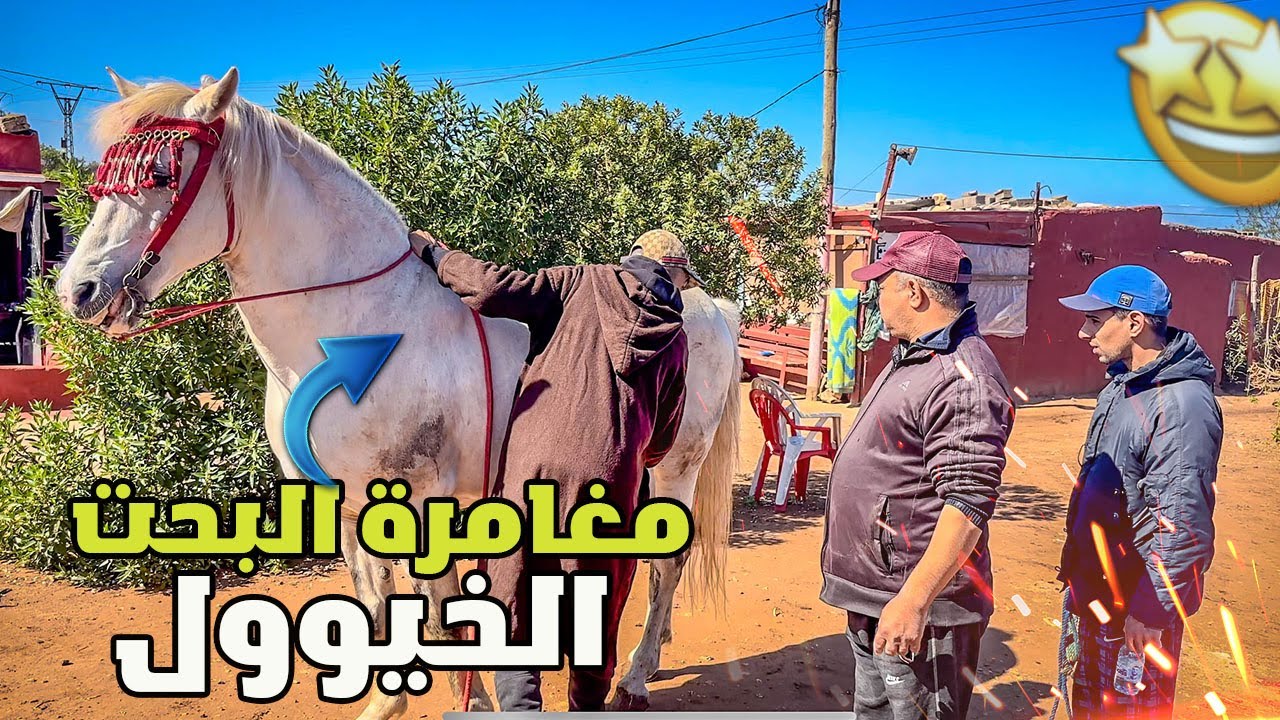 مغامرة البحت عن الخيوول في بوادي مدينة الدار البيضاء اجي تشوفو كيف كتكون تجارة الحايفية مع الكسابة