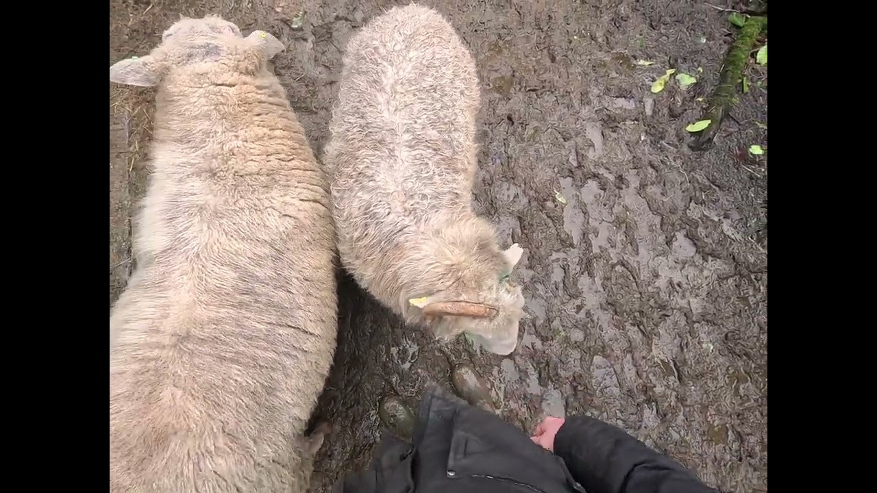 Morning Sheep Time 6 Feb 2026