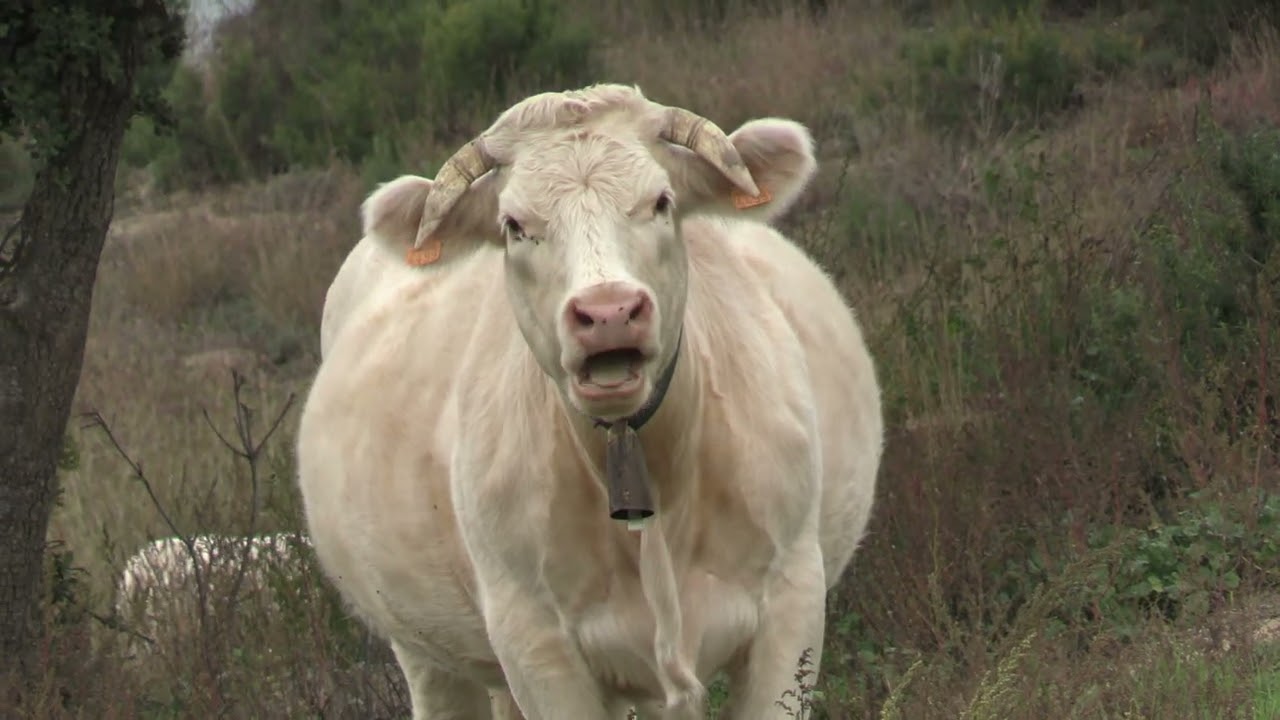 bergueda Viver i Serrateix