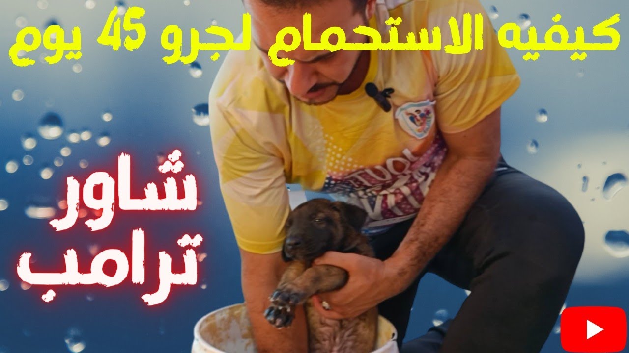ازاي تحمي جرو ٤٠ يوم من غير ميتعب مع كابتن شريف شحاته