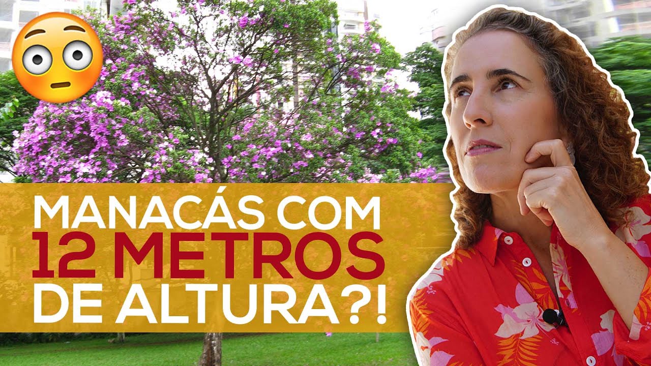 GUIA COMPLETO DOS MANACÁS - COMO IDENTIFICAR CADA UM DELES | Nô Figueiredo