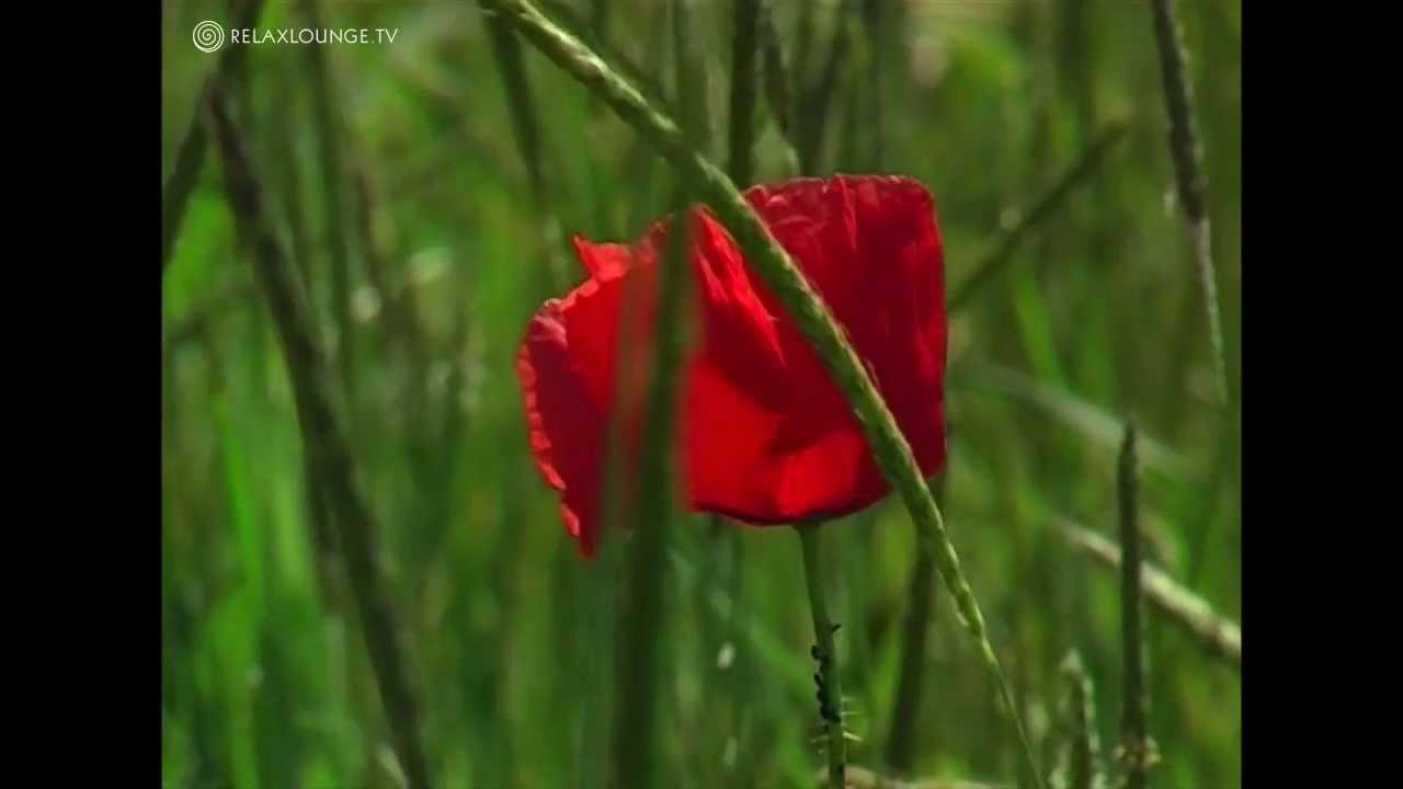 Relax with PURE HARMONY - 02 PEACFUL MOOD (PURERELAX.TV)