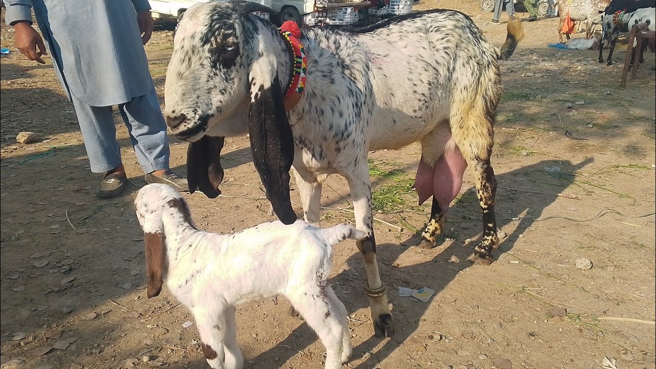 Taxila Mandi Goat Rates Update – Usama Zamir VlogsLatest update of Taxila Bakra Mandi & market tour