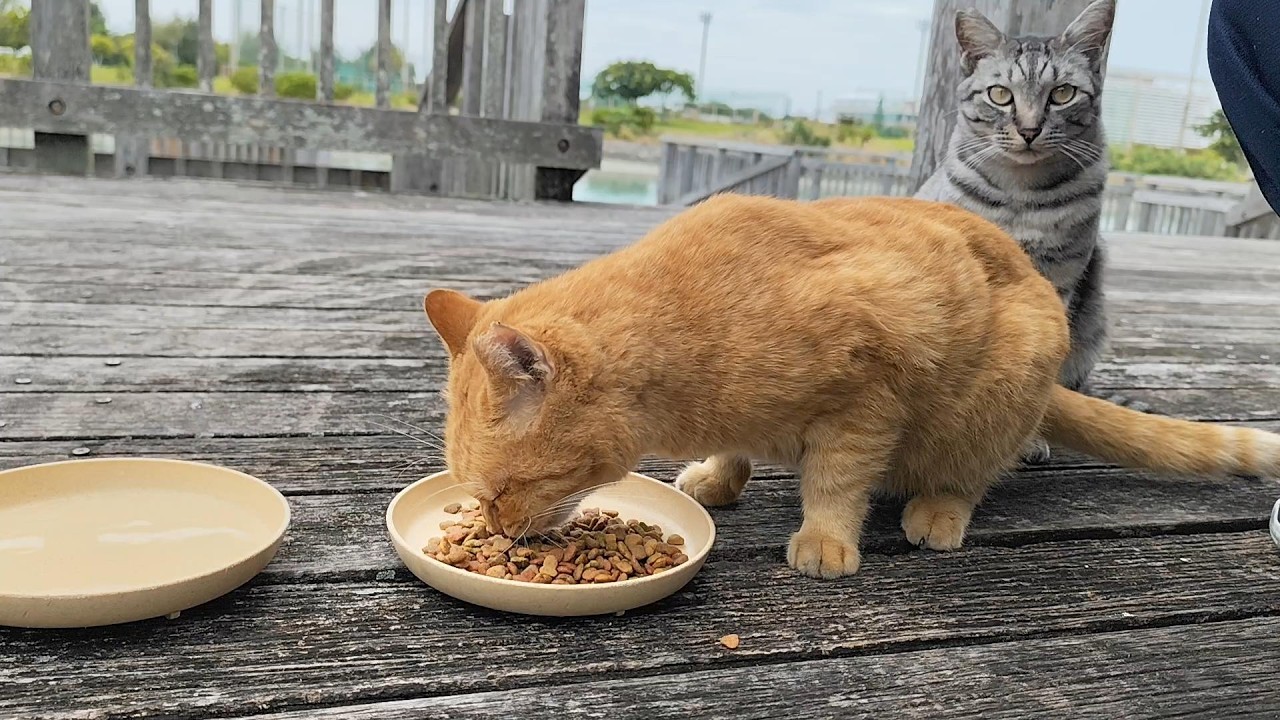 2025.11.27 猫巡り サバトラと茶トラに美味しいカリカリと大好きなウェットフードを