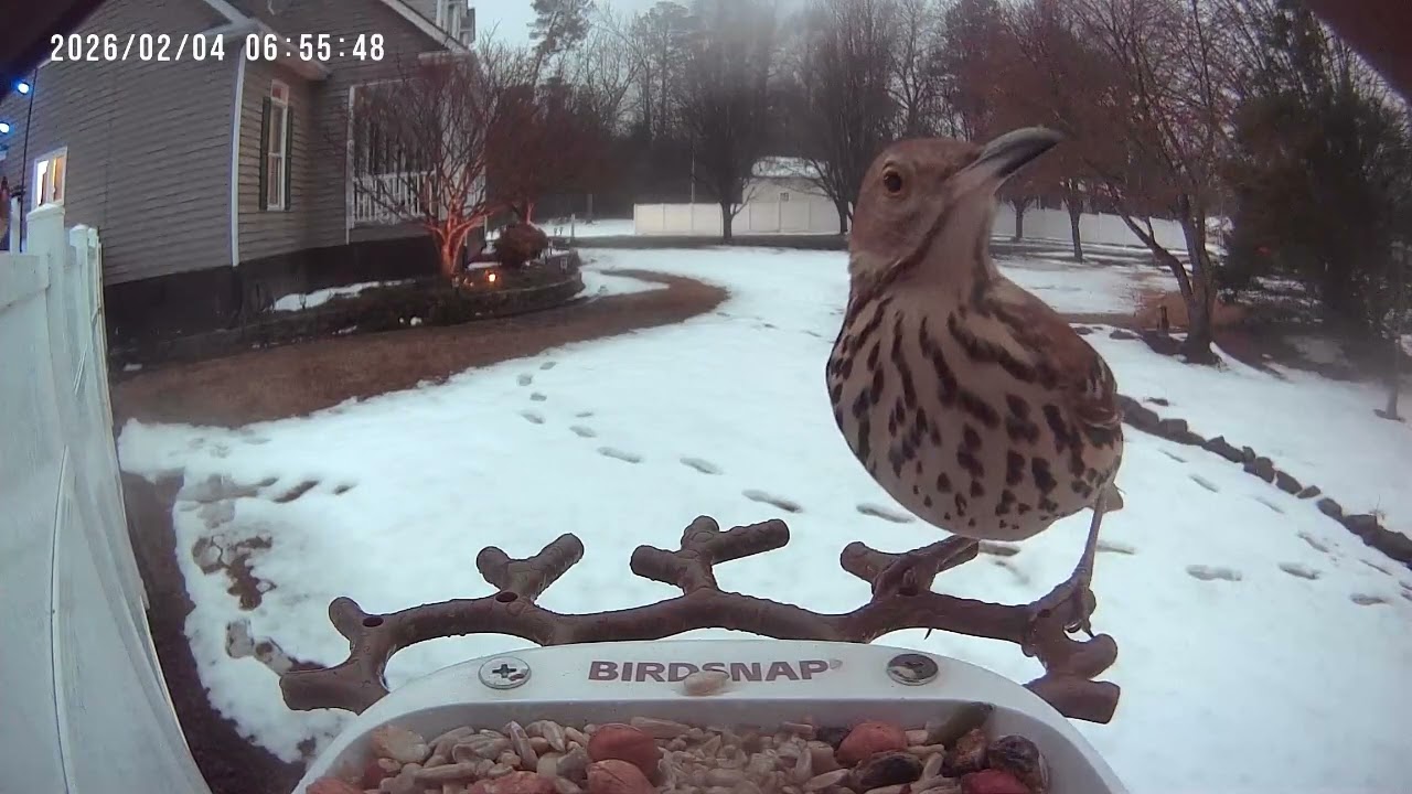 Action at the Bird Feeder