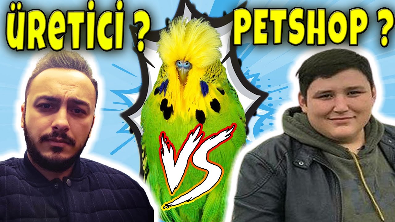 MUHABBET KUŞU ALIRKEN ÜRETİCİ Mİ ? YOKSA PETSHOP MU ? YİNE YALANLAR