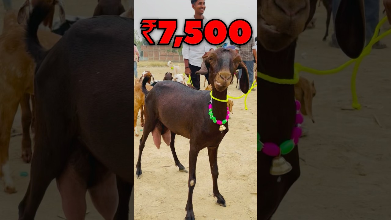 Top Quality Dogli Bakri 😍 Raniganj Bakra Mandi #bakramandi #bakraeid2025 #bakraeidspecial