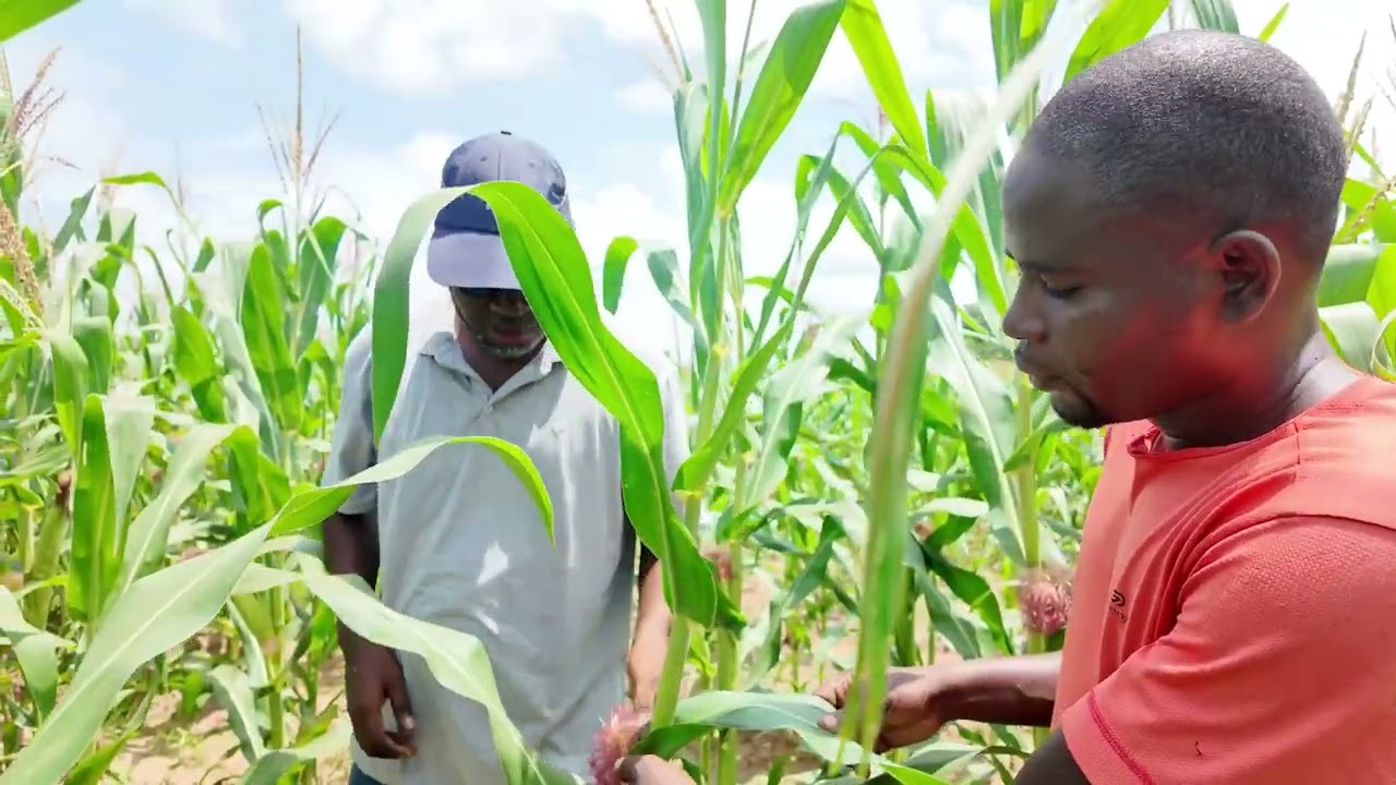 FERME VILLAGEOISE NAATANGUÉ Thiamène Walo