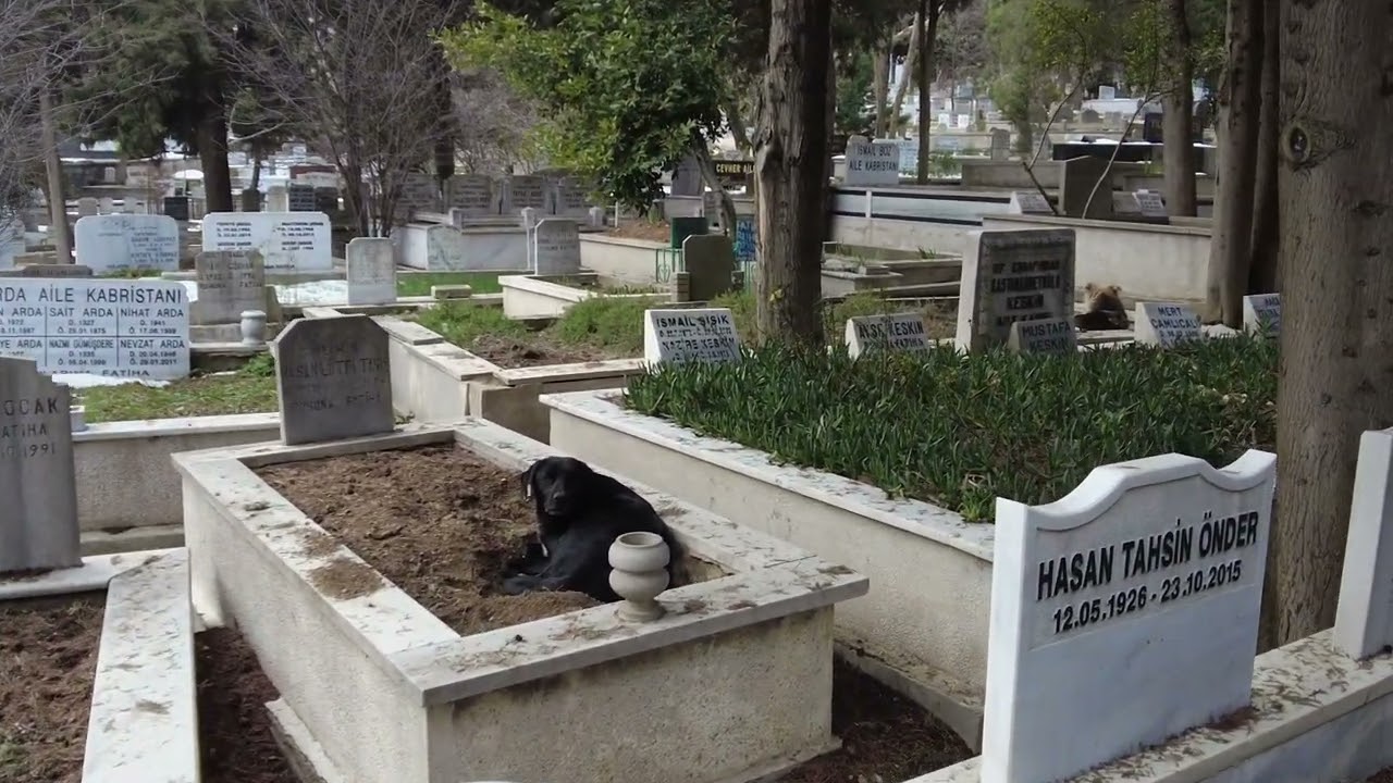 Çamlıca Cemetry walking 4K Üsküdar/İstanbul