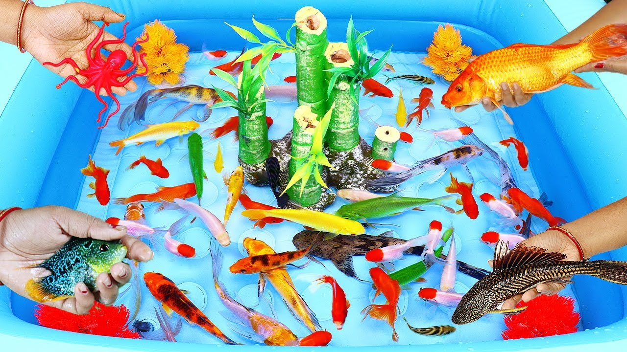 Blue colour fish tank looking so attractive goldfish black more comments pleco Japanese koi carp