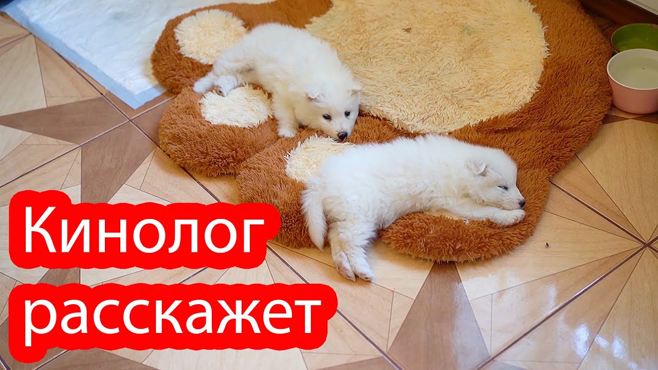 VLOG К нам приехала кинолог