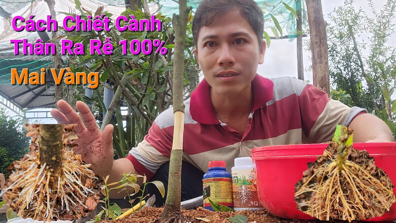 Cách Chiết Cành, Thân Mai Vàng Ra Rễ 100% Đơn Giản Ai Cũng Làm Được