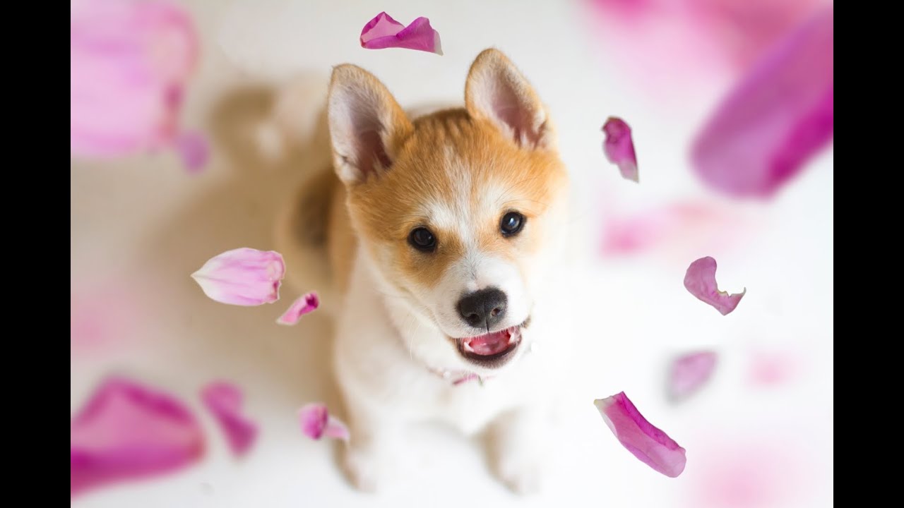 Lulu the Shiba Inu ~ First 12 days