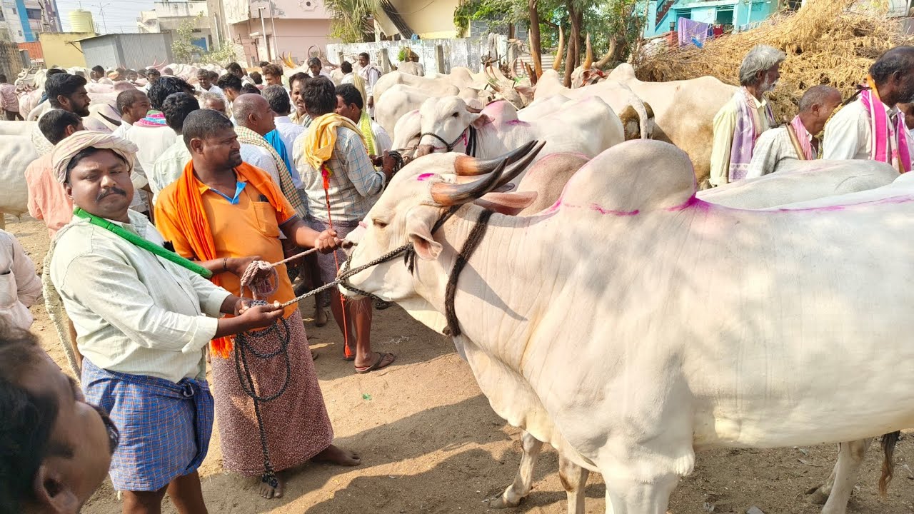 పాలపళ్ళు కిలారి కోడెల ధరలు_ఏమ్మిగనూరు సంతలో//Khilari bull's price | Yemmiganur Market video's 