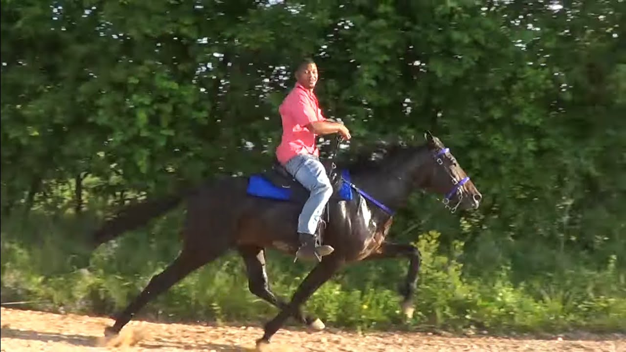 Road Race Trail Ride in Tollette Arkansas for Tennessee Walking Horses