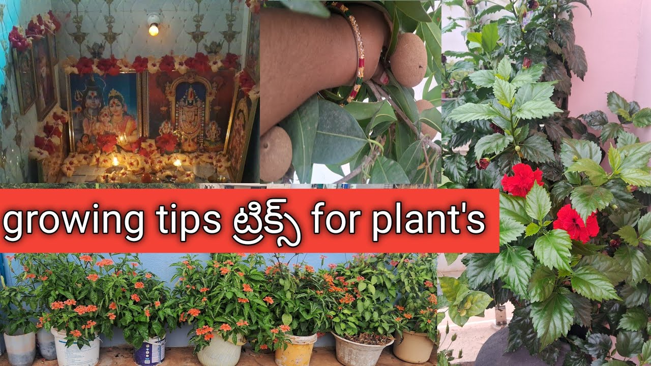 /మిద్దె తోటలో చెట్ల పెంపకం బాగుంటుందా?/తొట్టిలో పెద్ద చెట్లు పెరుగుతాయ?/how to reporting trees🌳like/