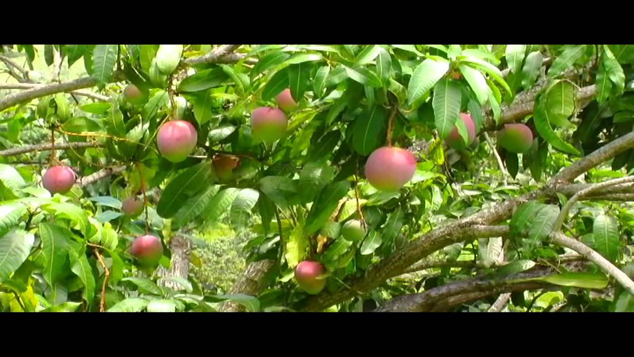 Cultivo de Mango Parte 1 - Tv agro By Juan Gonzalo Angel