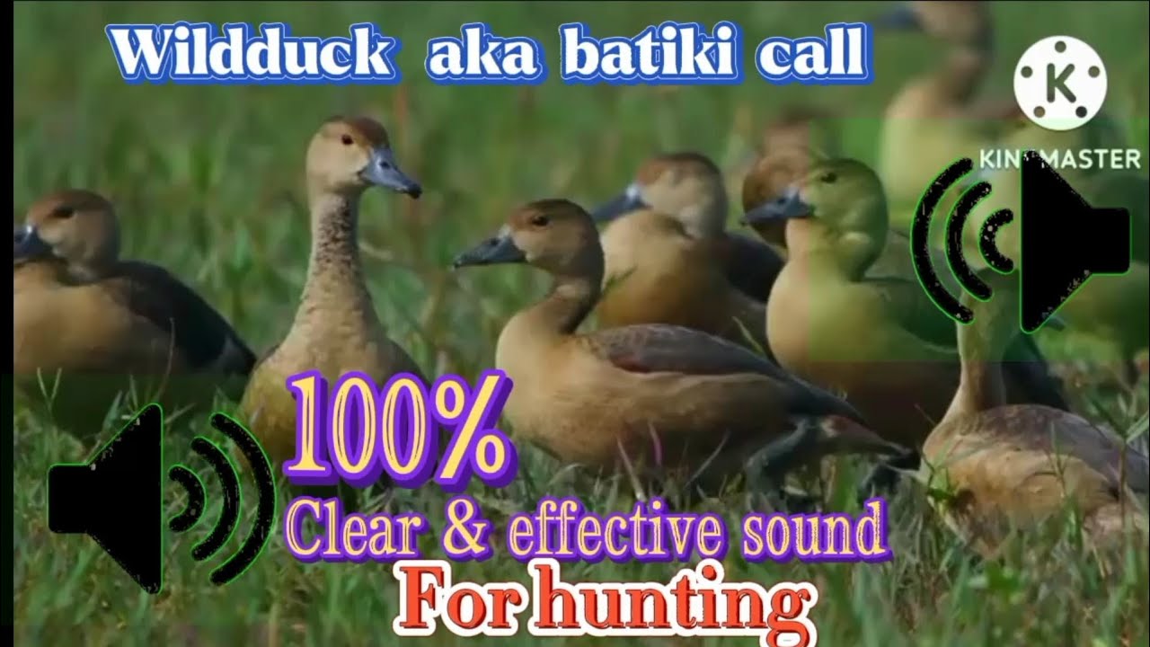 Wildduck Aka Batiki call 100% effective  for Hunting