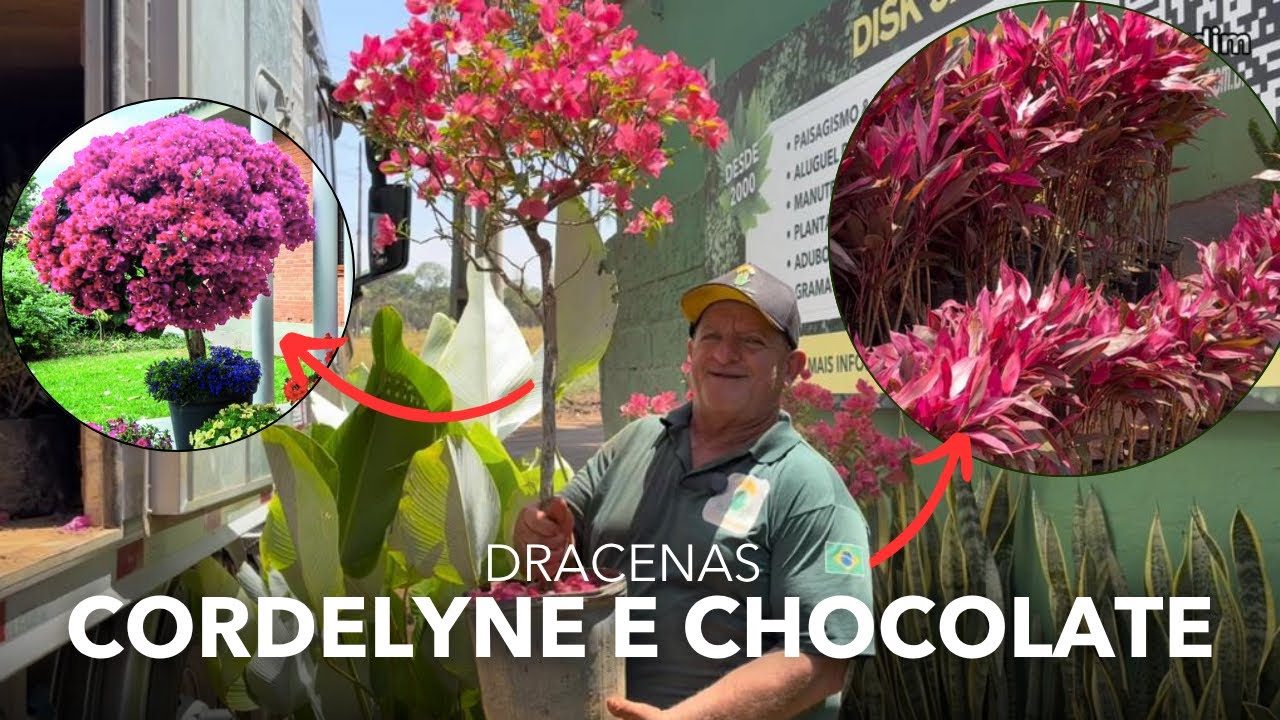 DRACENAS CORDELYNE, CHOCOLATE, AZALEIA, UVA PRODUZINDO E MUITO MAIS
