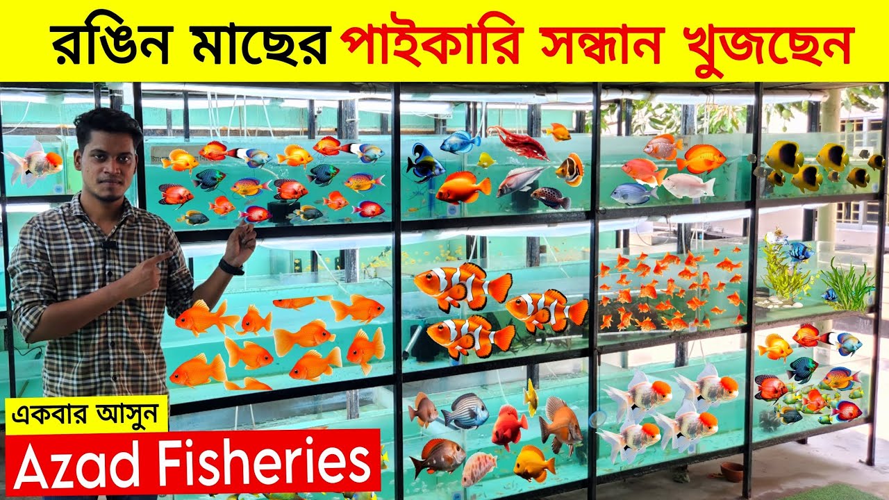 Aquarium Price In Bangladesh 🐠Aquarium Fish Price In BD 😱 Buy All Aquarium Fish Wholesale Price