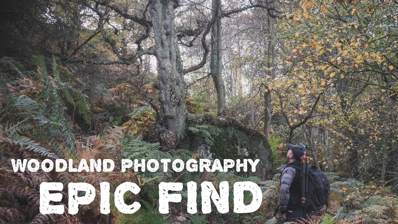 Autumn Woodland Photography. I Find Something Special