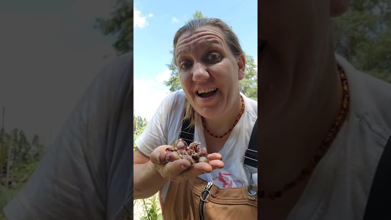 Egyptian Walking Onions: How to Plant Bulbils! || Permaculture  Plants 101