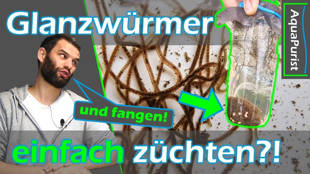 🪱 #Glanzwürmer EINFACH & EFFEKTIV züchten 🪣 draußen in Regentonne 💧#Lebendfutter Zucht #Aquaristik