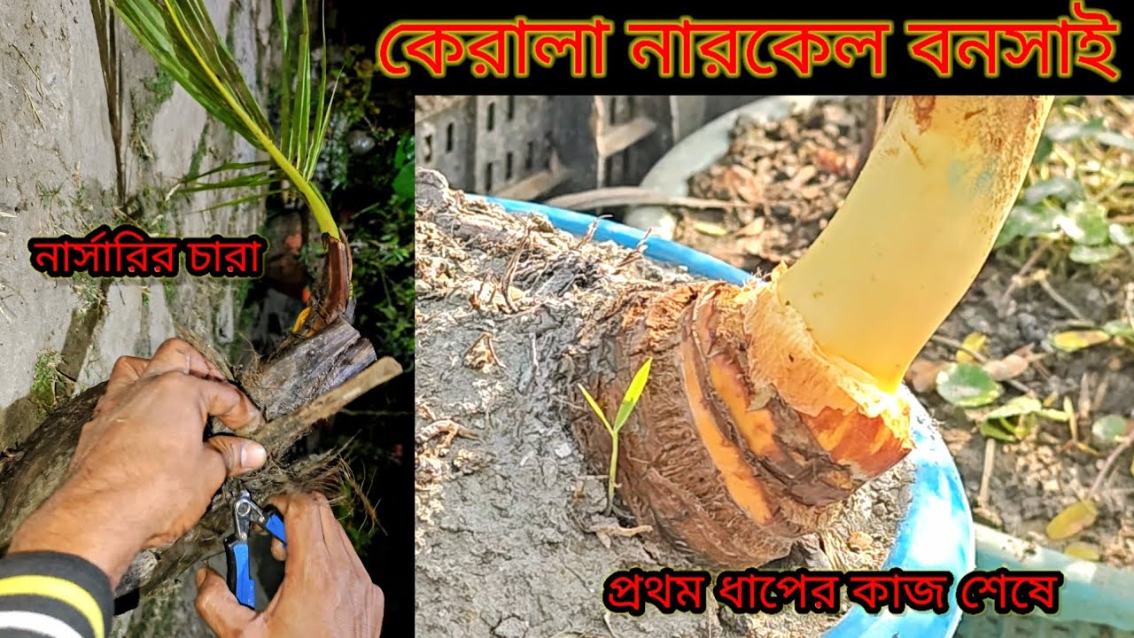 নারকেল গাছের বনসাই যেভাবে শুরু করতে হয় //How to start coconut bonsai #coconutbonsai @NilkantaHalder