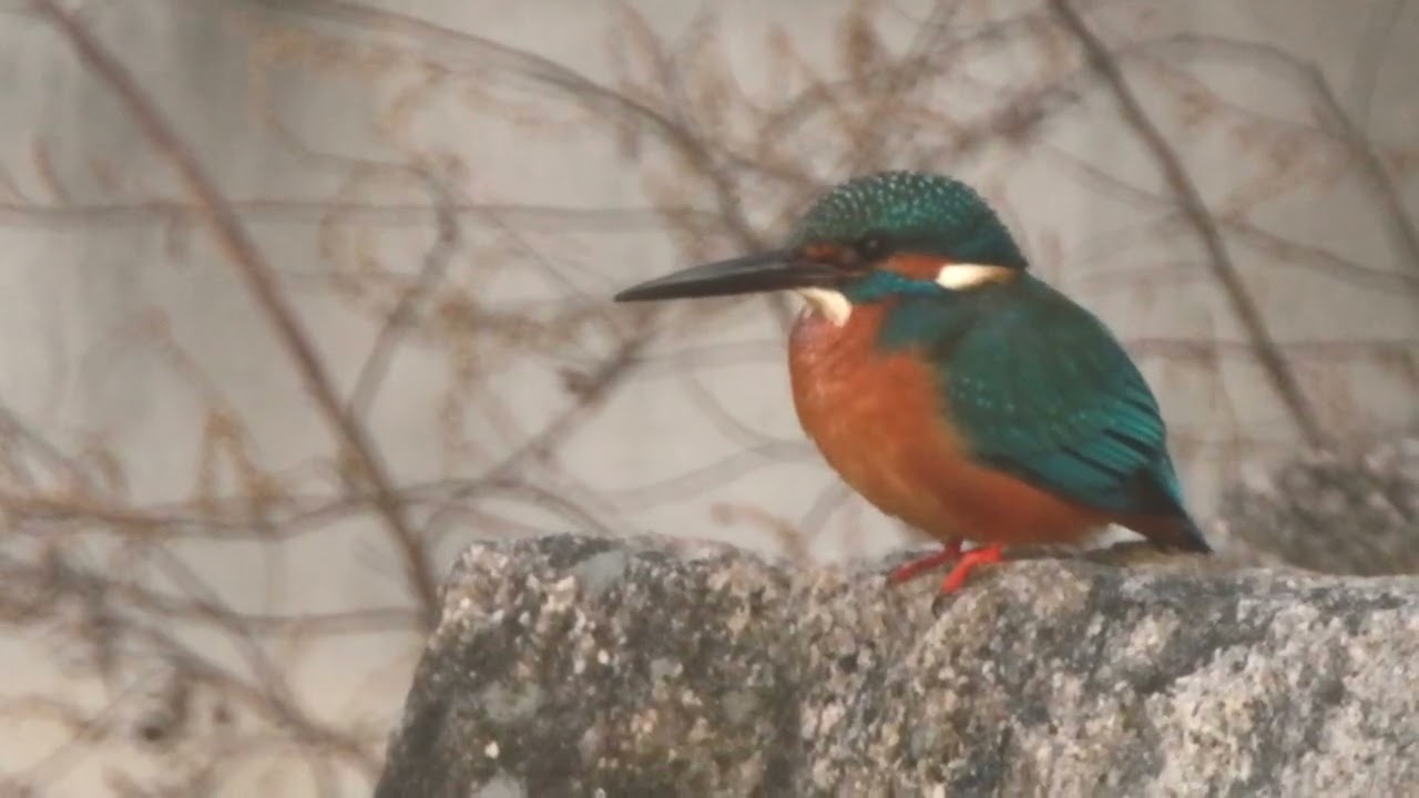 城北公園のカワセミ（2026年02月）