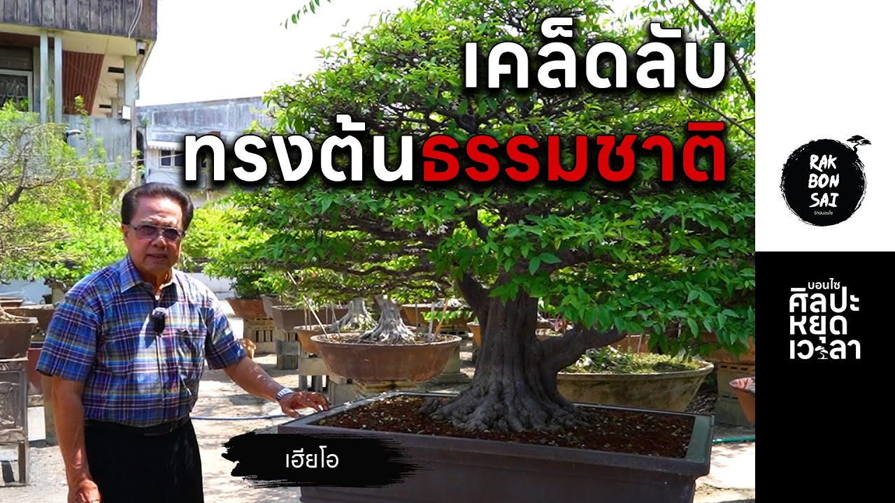 เจาะลึกทุกขั้นตอนการสร้างบอนไซทรงต้นธรรมชาติกับเฮียโอ | EP.4 บอนไซศิลปะหยุดเวลา