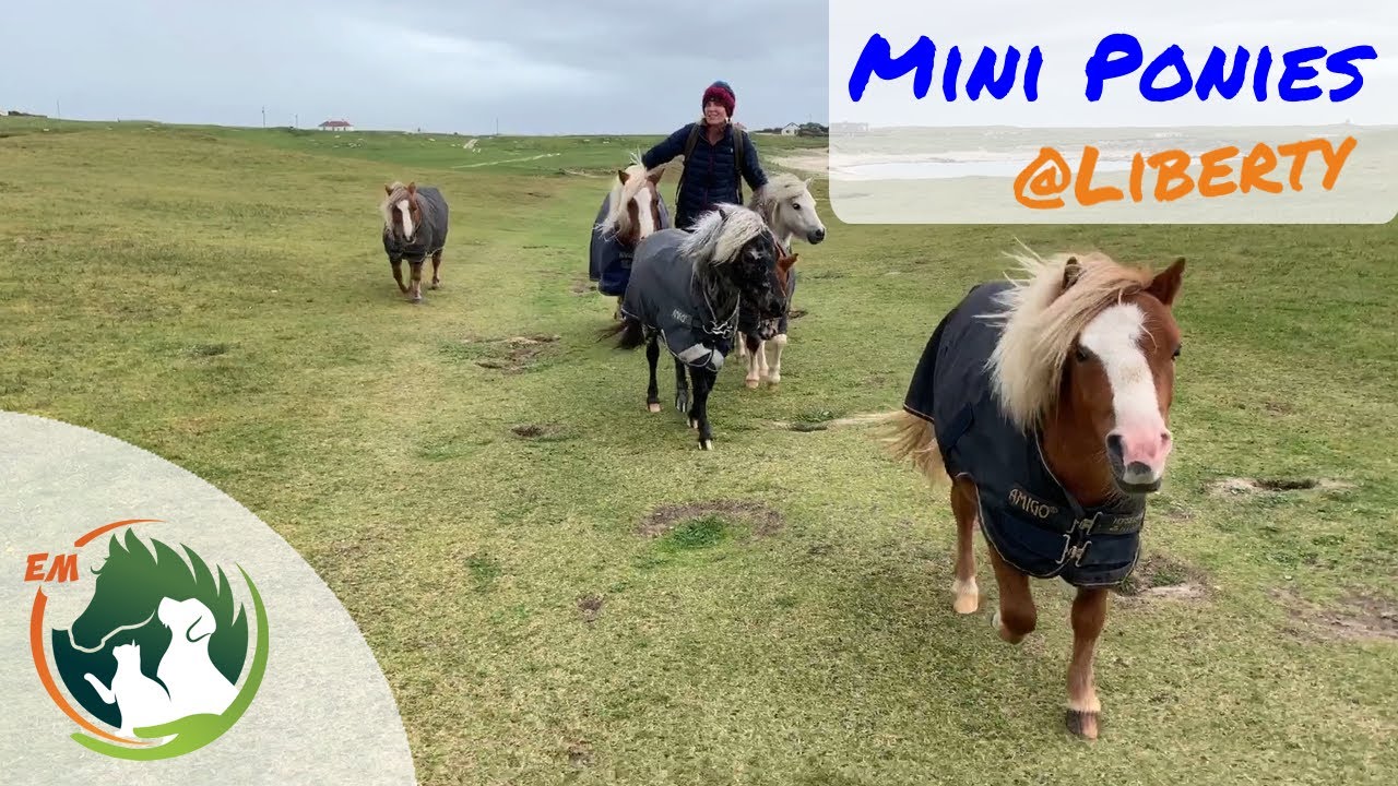 6 Cute MINI PONIES go hiking at LIBERTY